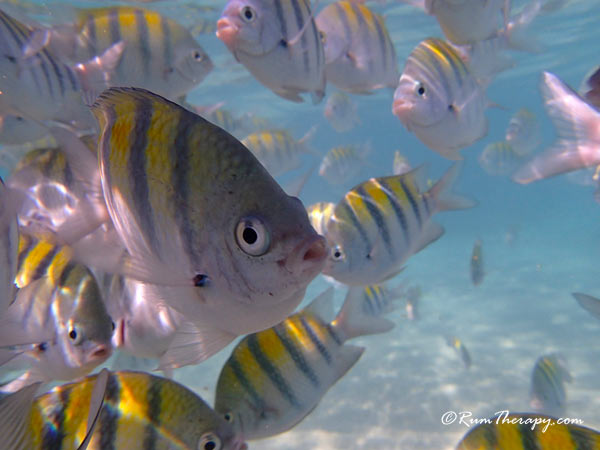 Snorkeling at Runaway Bay, Jamaica copyright Rum Therapy